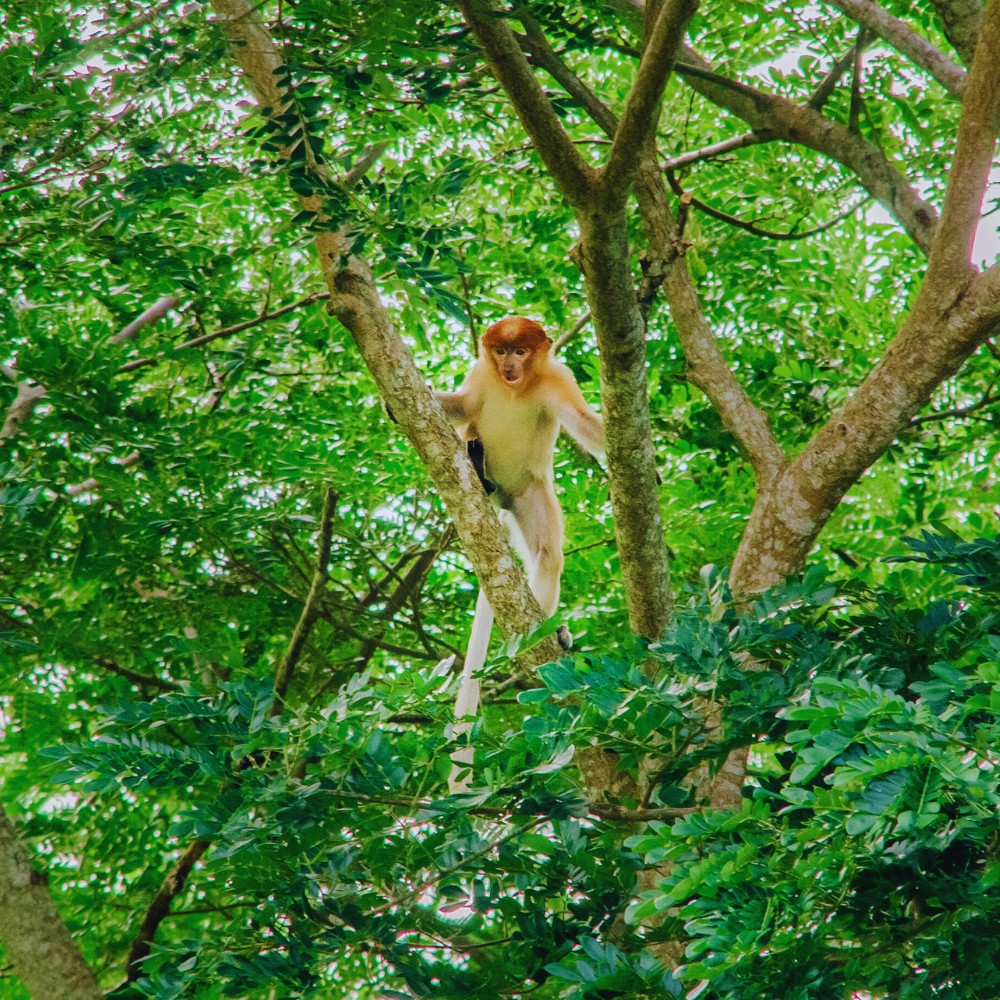 Amazing Kawa River Cruise - Image 11