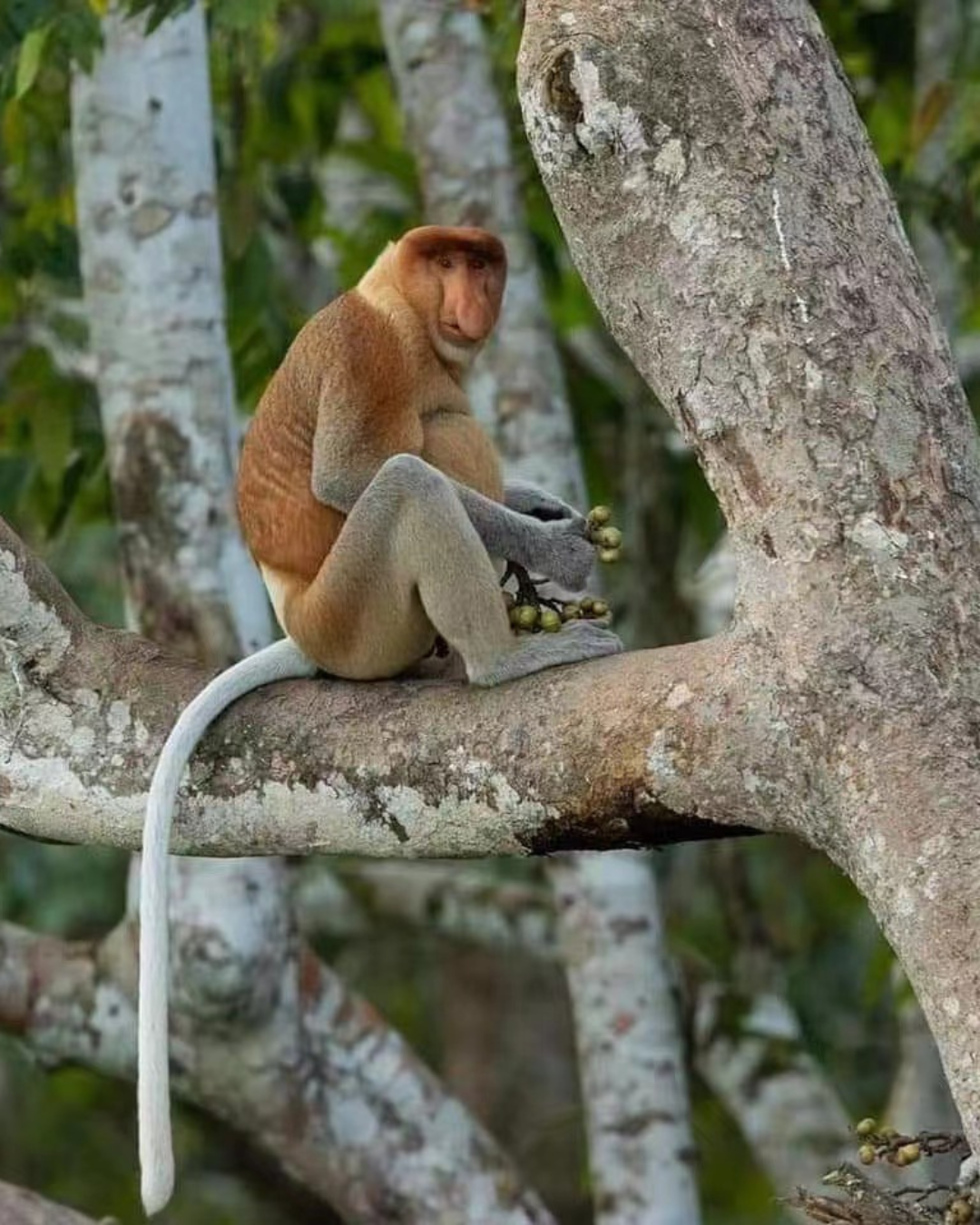 Amazing Kawa River Cruise - Image 12